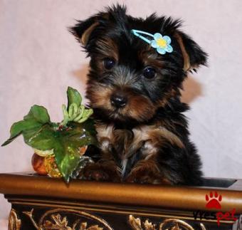Ράτσα: Γιόρκσάϊρ τεριέ - Yorkshire Terrier | Ηλικία: 2 μηνών | Φύλο: Θηλυκό | Αρ. Microchip: 933742378762 | Έμπορος | Ιδιώτης | Εκπαιδευμένο | Pedigree | Περιοχή: Αθήνα, Αττική